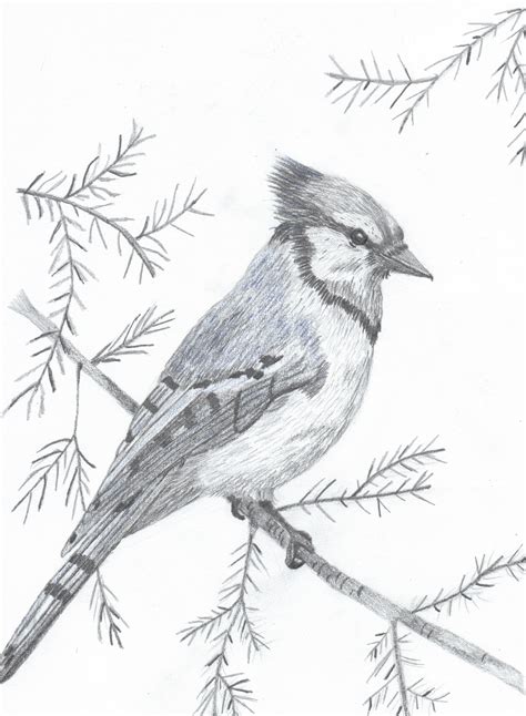 BlueJay save for pyrography pattern | Bird pencil drawing, Bird ...