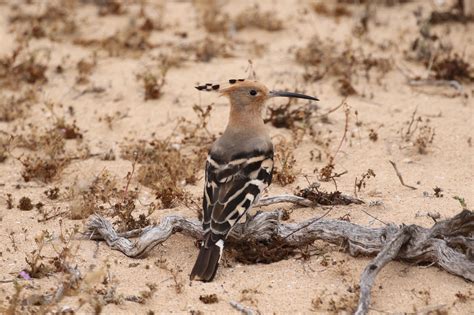 Splendid Hoopoe, Lanzarote | Birds, Lanzarote, Animals