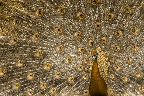 Golden Peacock Photograph by Nick Collins - Fine Art America