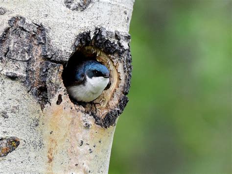 Tree Swallow - NestWatch