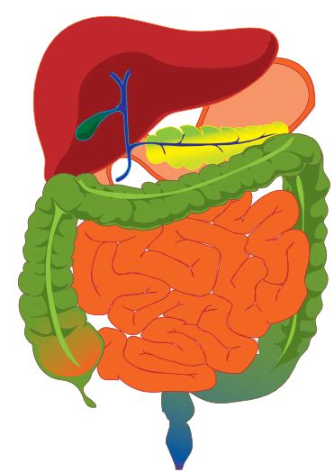 Digestive System Clip Art - Cliparts.co