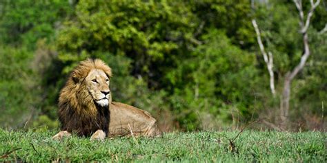 Sabi Sabi Bush Lodge | Sabi Sabi Safari Lodges | Safari Guide Africa