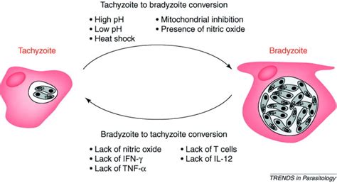 Toxoplasma Gondii Tachyzoites