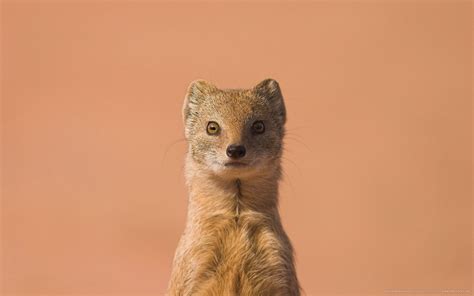 Download Yellow Mongoose Mammal Animal Mongoose Image