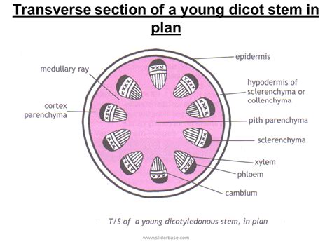 Transverse section of a young dicot stem in plan