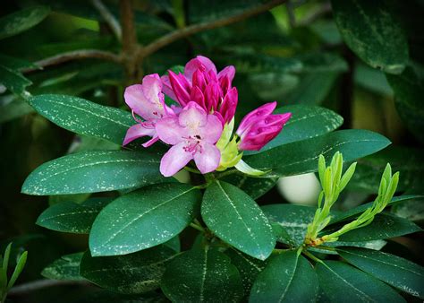 Rhododendrons Photograph by Marilyn DeBlock - Fine Art America