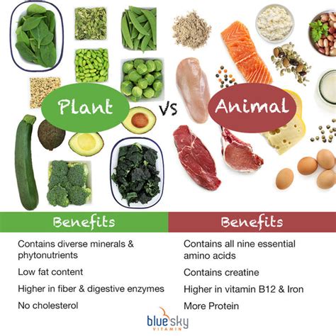 Plant vs Animal Protein: Which is Better for You? — Blue Sky Vitamin