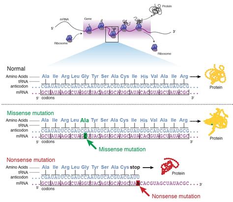 Mutation and Types of Mutations • Microbe Online