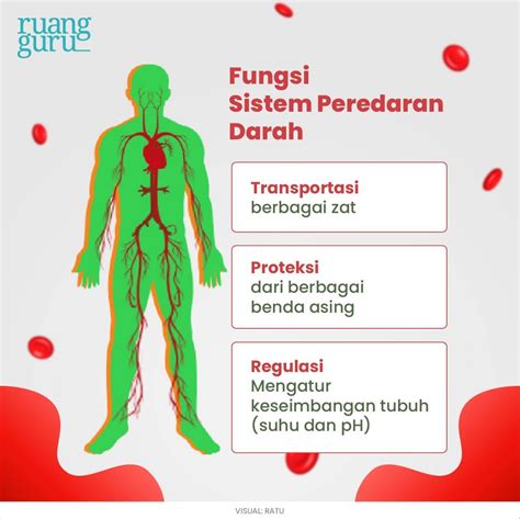 Mengenal Sistem Peredaran Darah Manusia Dan Fungsinya – Rainy Weathers