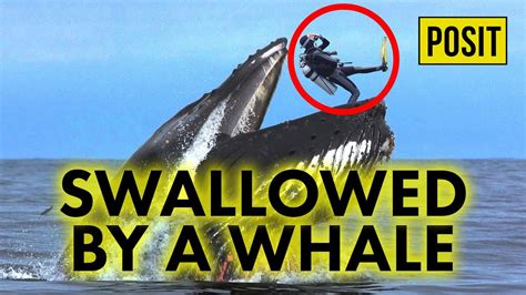 If You Got Swallowed by a Whale