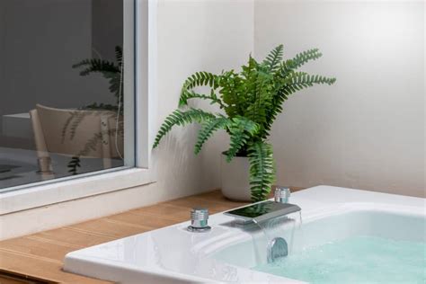 best ferns for the bathroom – Fern Gardening