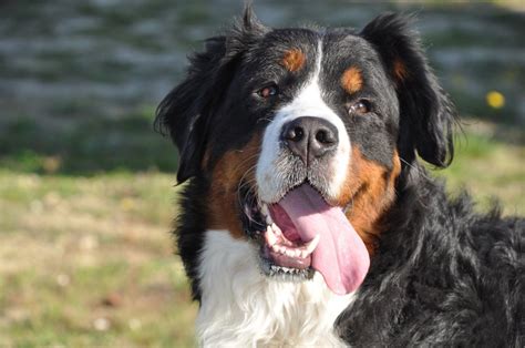 How to Groom a Dog: A Guide for Bernese Mountain Dog Parents | PawTracks