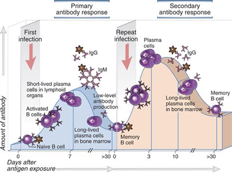 Why you really need the second dose of a vaccine! – Pandemic Pondering