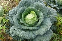 Savoy Cabbage Facts, Health Benefits and Nutritional Value