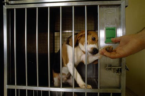 FDA Works on Animal Testing Reform to Save Dogs From Euthanasia - Bloomberg