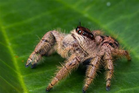 Meet The Largest Jumping Spider in the World - A-Z Animals