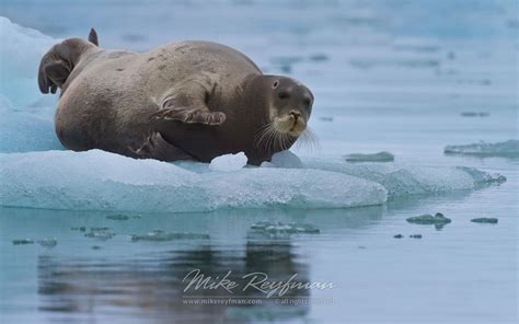 Bearded Seal (Erignathus barbatus) on an ice floe. Svalbard ...