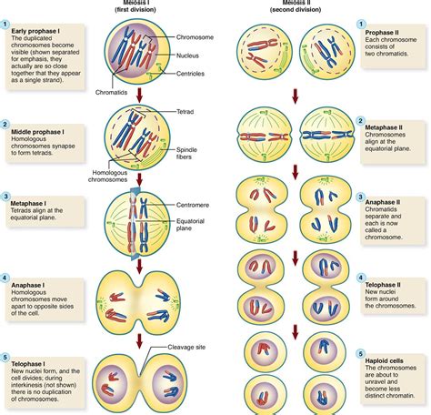 All Phases Of Meiosis Explained