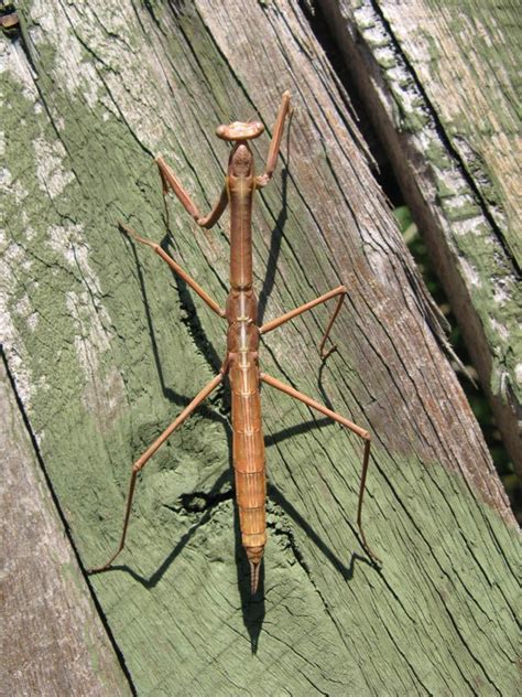 an insect sitting on top of a wooden plank