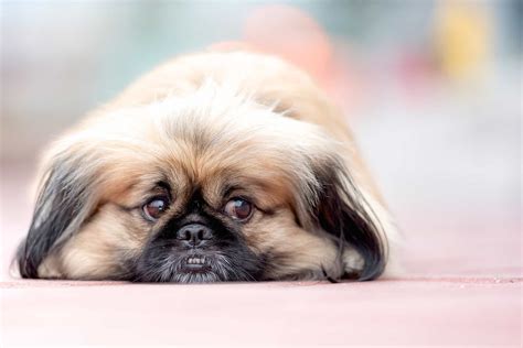 Pekingese: The Royal Lion Dogs of China (Breed Guide)