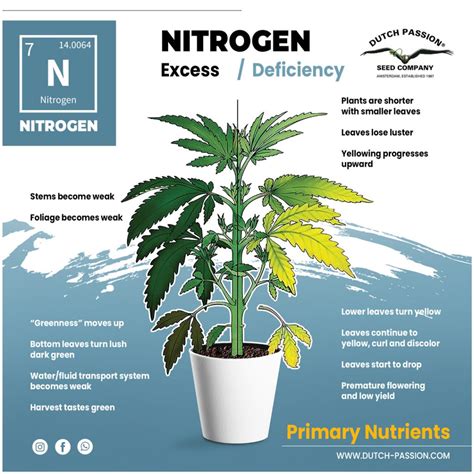 Best Cannabis Nutrients and Feeding Schedule | Dutch Passion