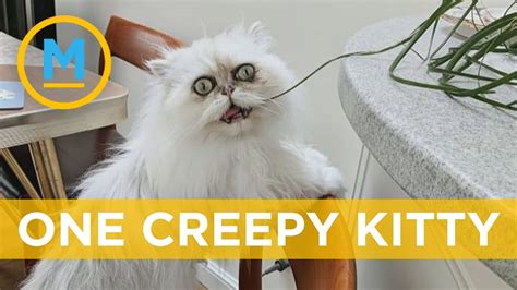 Creepy Looking Cats