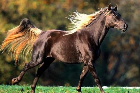 7 Interesting Facts About Rocky Mountain Horses