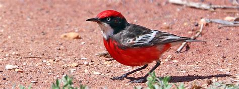 birds AUSTRALIAN Deserts Shrublands & Grasslands (Mulga & Spinifex)