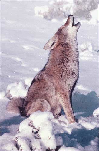 Coyote howling | uhuru1701 | Flickr