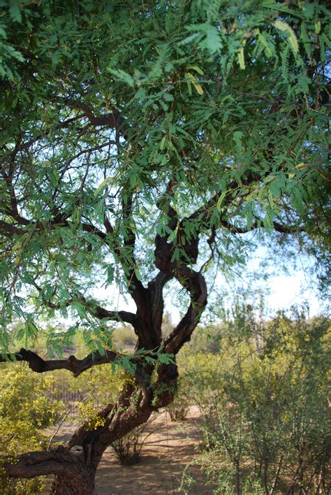 Mesquite | Mesquite tree, Nature tree, Old trees