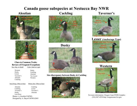 Goose Identification Chart