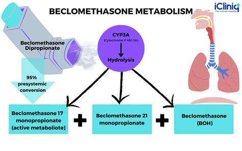 How Does Beclomethasone Work in the Management of Allergic and Non ...