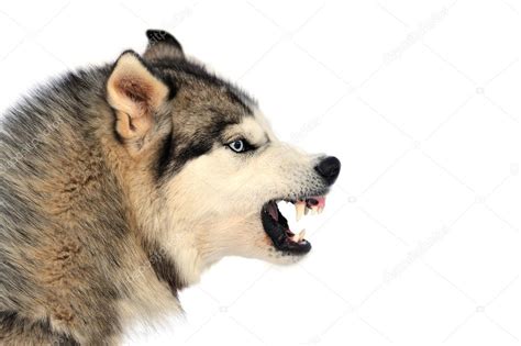 Angry dog — Stock Photo © VolodymyrBur #22019971