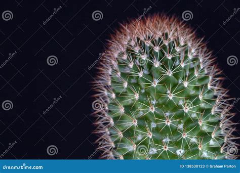 Cactus Green Showing Sharp Needles Close Up Macro Stock Image - Image of detailed, flora: 138530123