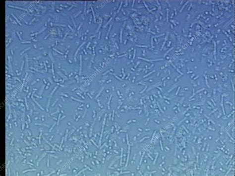 Lactobacillus Bulgaricus Under Microscope