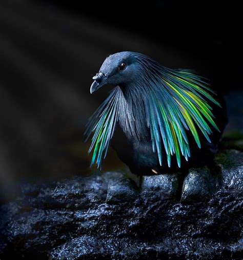 Meet The Closest Living Relative To The Extinct Dodo Bird With ...