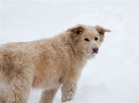 Is the Great Pyrenees Lab mix a loveable bear-dog? - K9 Web