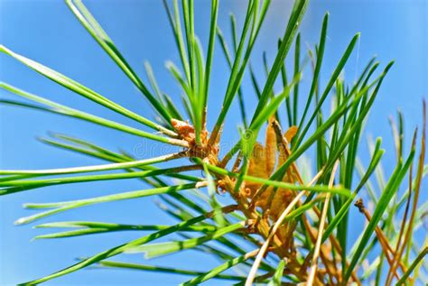 Pine Tree Needles stock photo. Image of decoration, plants - 21489360