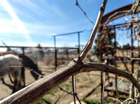 How to Prune Your Grapevine: A Beginner’s Guide