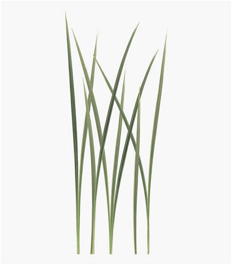 Tall Grass Texture Png, Transparent Png Transparent Png Image PNGitem ...