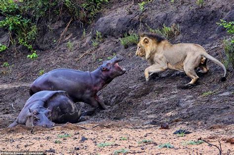 Fearless hippo fights off lion attacking its injured parent... only for ...