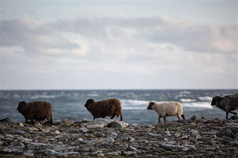 Belching in a good way: How livestock could learn from Orkney sheep | Livestock, Animals are ...