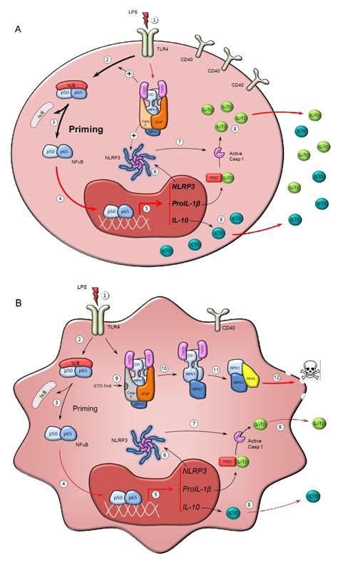 Mechanism of action of caspase-8 inhibitors in human monocytes. Scheme ...