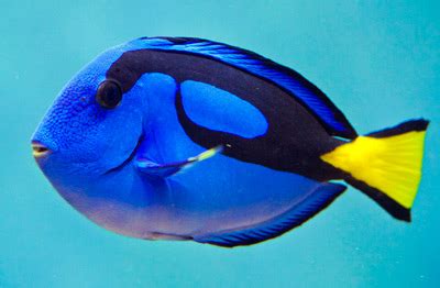 Finding Dory Release Announced—Is a P. hepatus Craze in Our Future ...