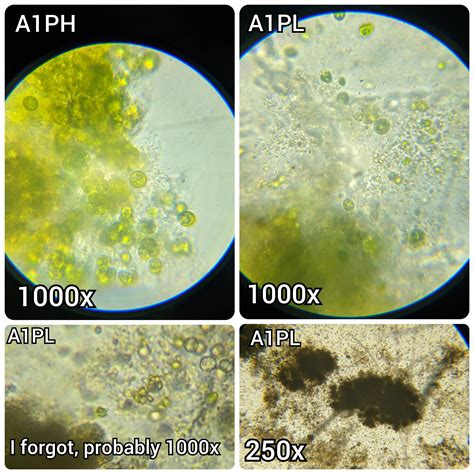 Finally got to look at the algae I've been growing for over a year ...