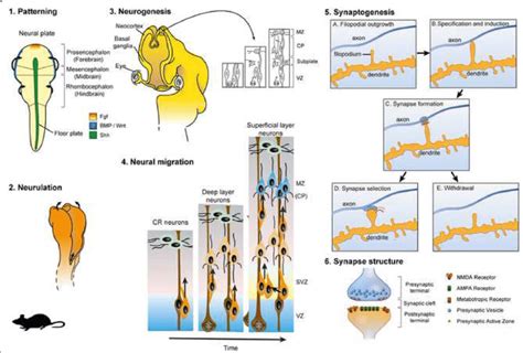 Embryonic development of the cerebral cortex: a primer. The development... | Download Scientific ...