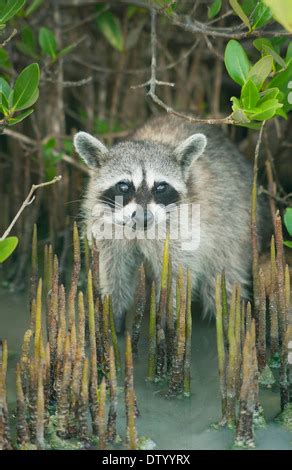 Cozumel Pygmy Raccoon, Cozumel, Mexico, Endangered Stock Photo - Alamy