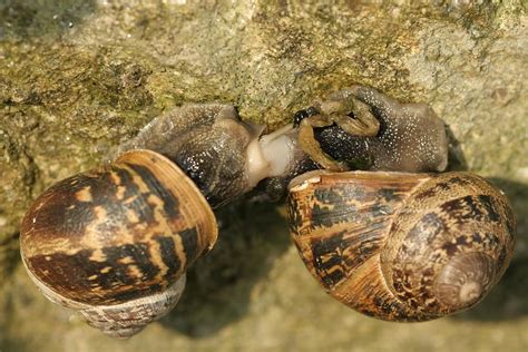 Snails mating Photograph by The Art House