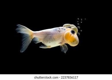 6,551 Bubble Eye Fish Images, Stock Photos & Vectors | Shutterstock