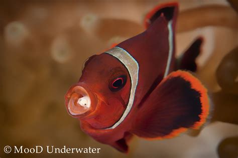 Tongue Parasites - NAD-Lembeh Resort